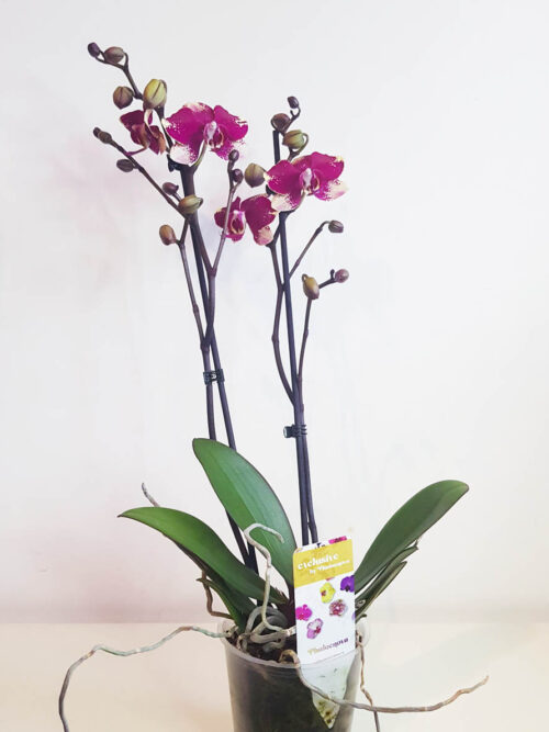Орхидея Фаленопсис ROMBLEY