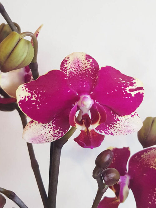 Орхидея Фаленопсис ROMBLEY (Limited, 2 цвет.)