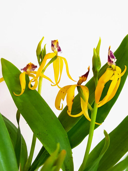 Орхидея Prosthechea cochleata Tarantula Yellow