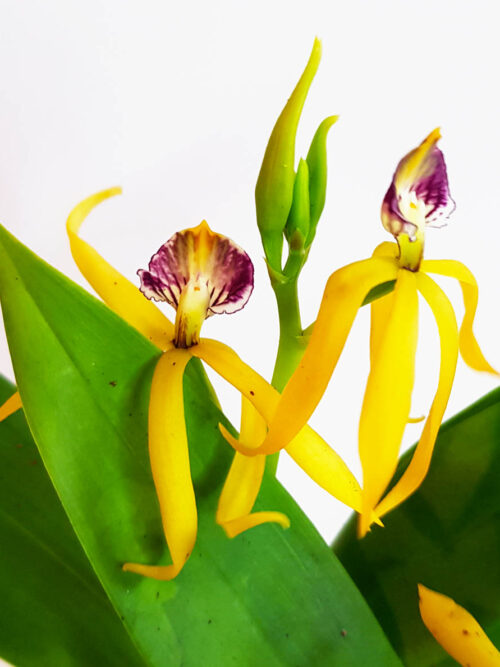 Орхидея Prosthechea cochleata Tarantula Yellow ( без цвят)