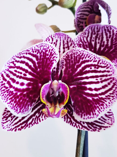 Орхидея Фаленопсис MIX22 (2 цвет.)